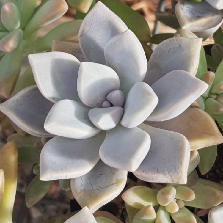 plant image 659555 plant image 659555