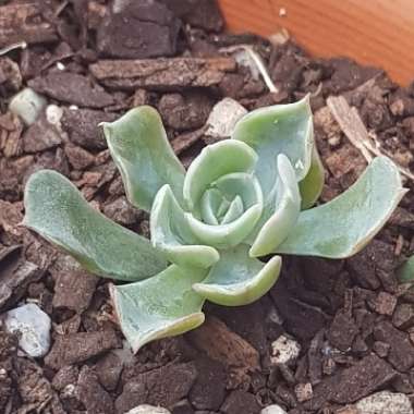 Echeveria Heart's Delight