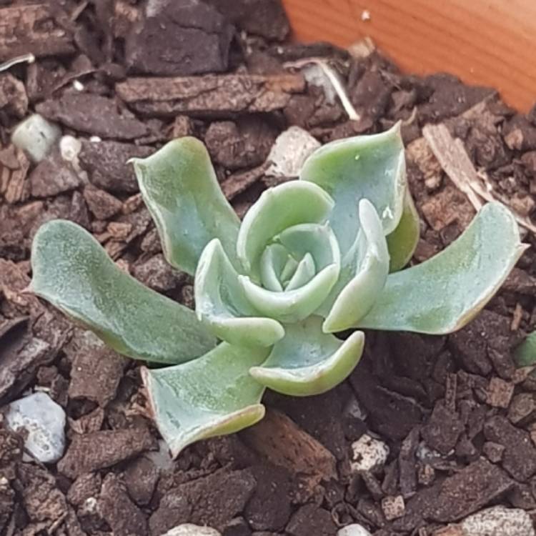 Plant image Echeveria Heart's Delight