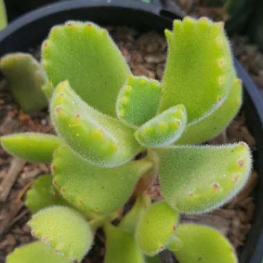 Cotyledon tomentosa