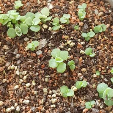 Echeveria Lilacina