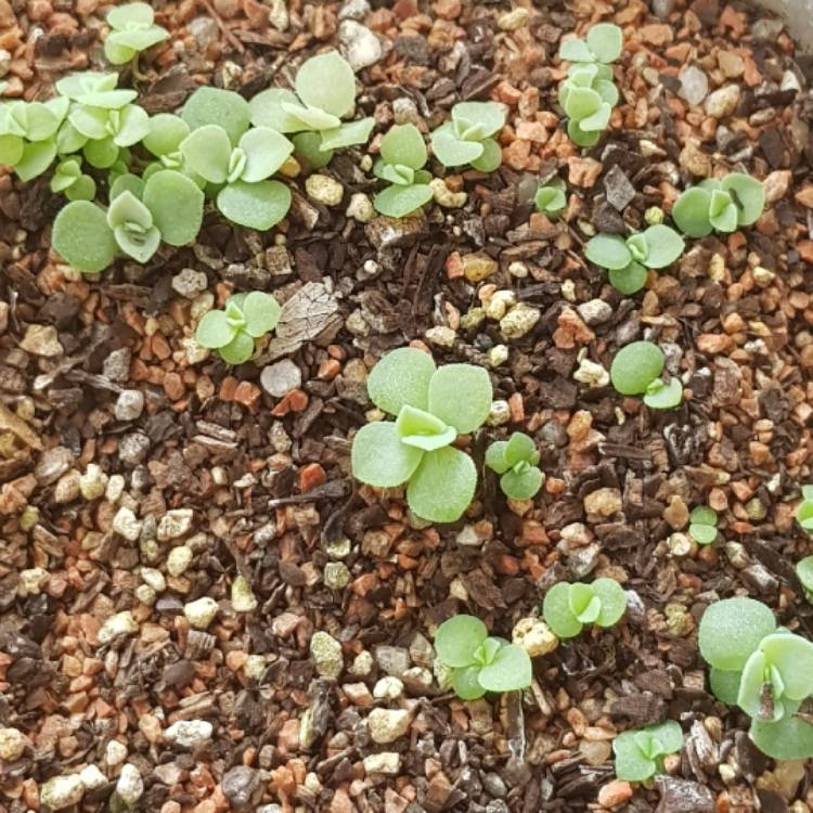 plant image 673253 plant image 673253