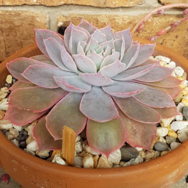 plant image 692431 plant image 692431
