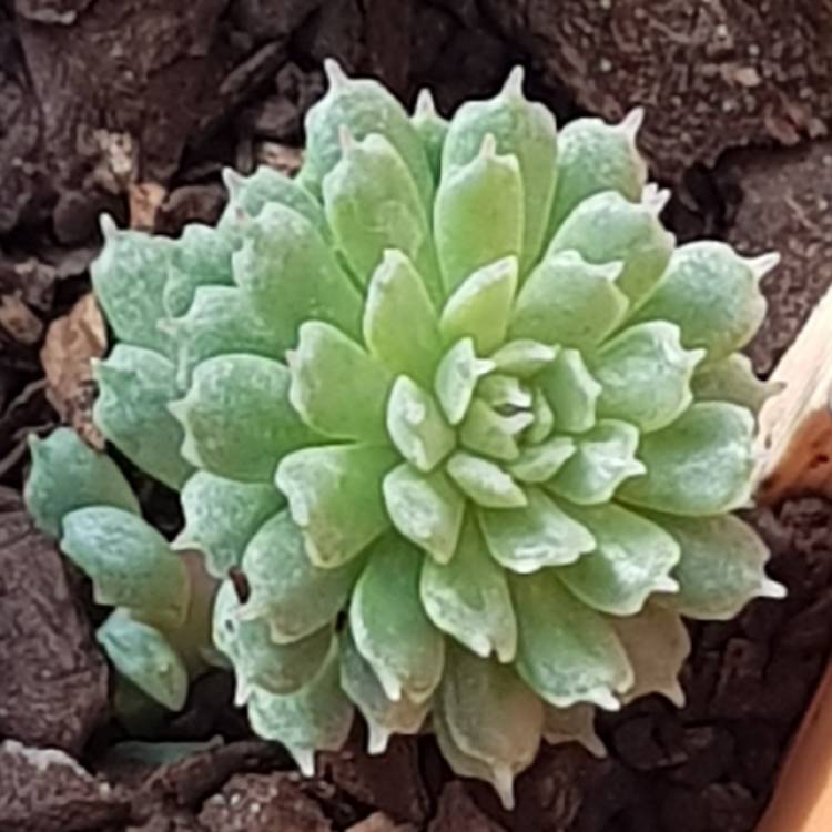 plant image 712435