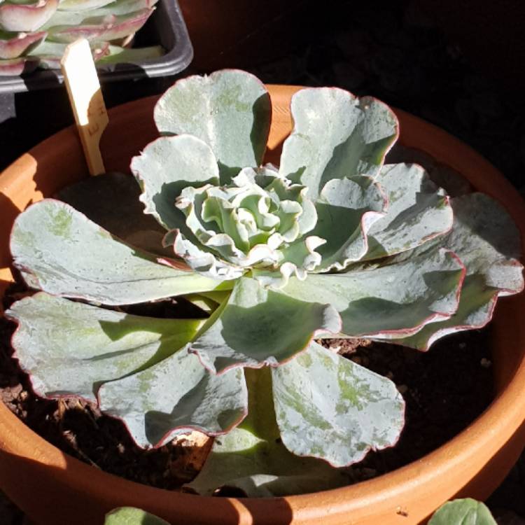 plant image 712451 plant image 712451