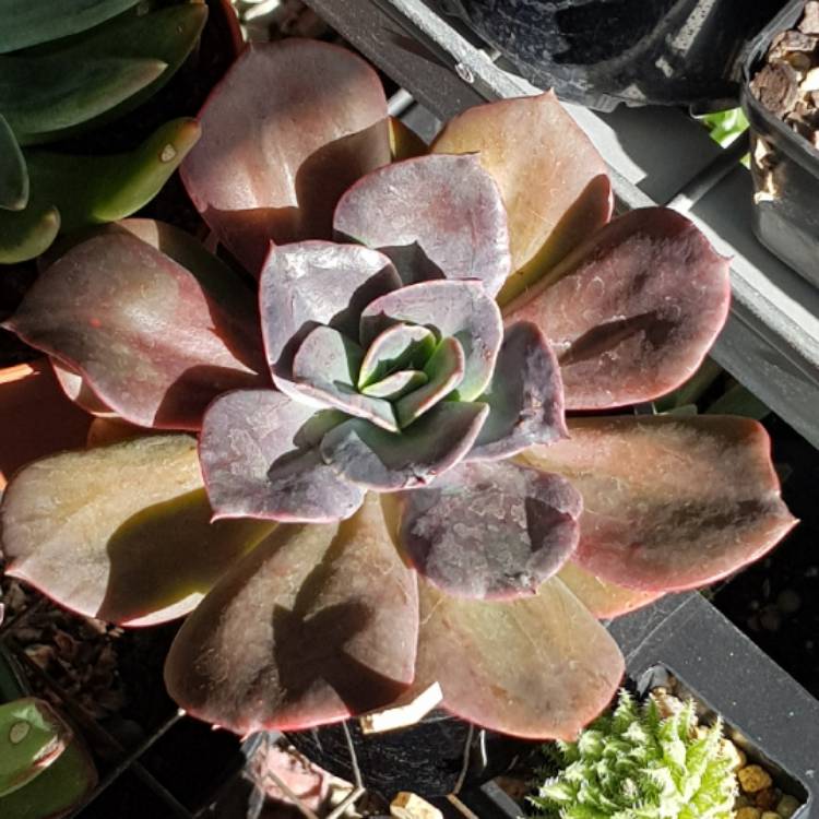 plant image 712481 plant image 712481