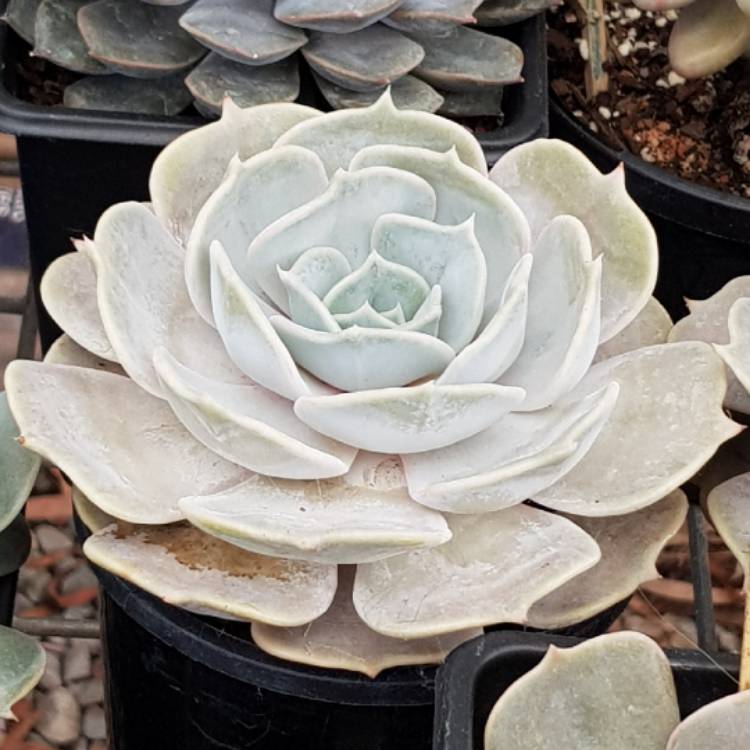 plant image 713785 plant image 713785