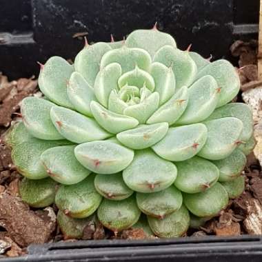 Echeveria Minima