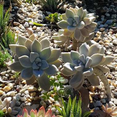 Graptopetalum Tricolour
