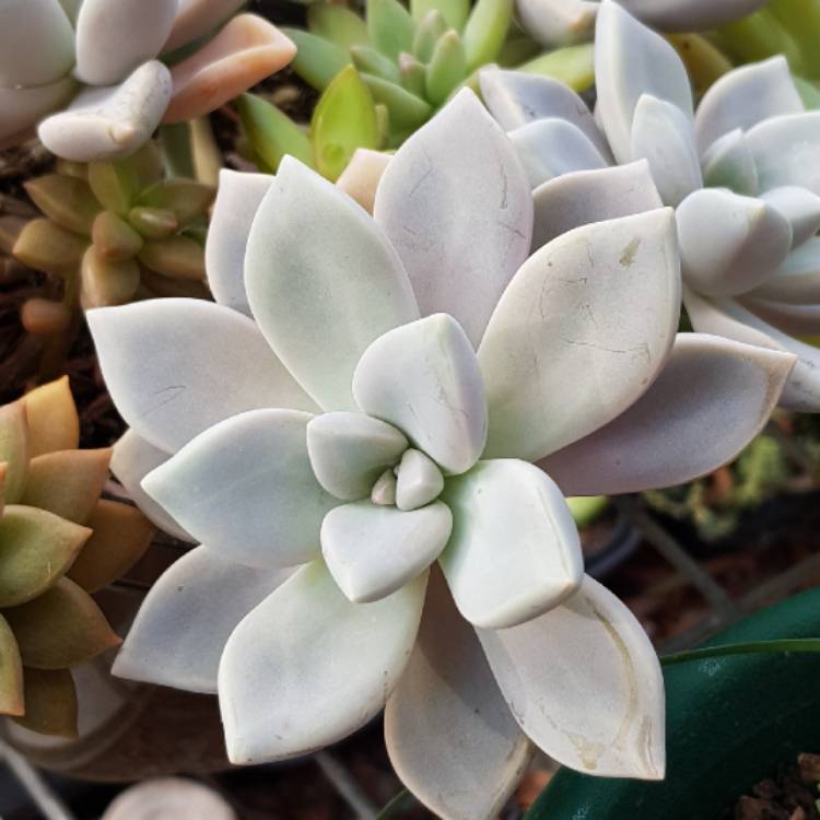 plant image 738934 plant image 738934