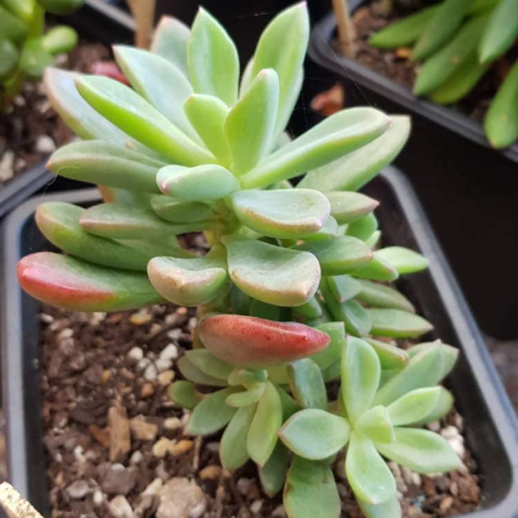 plant image 739011 plant image 739011