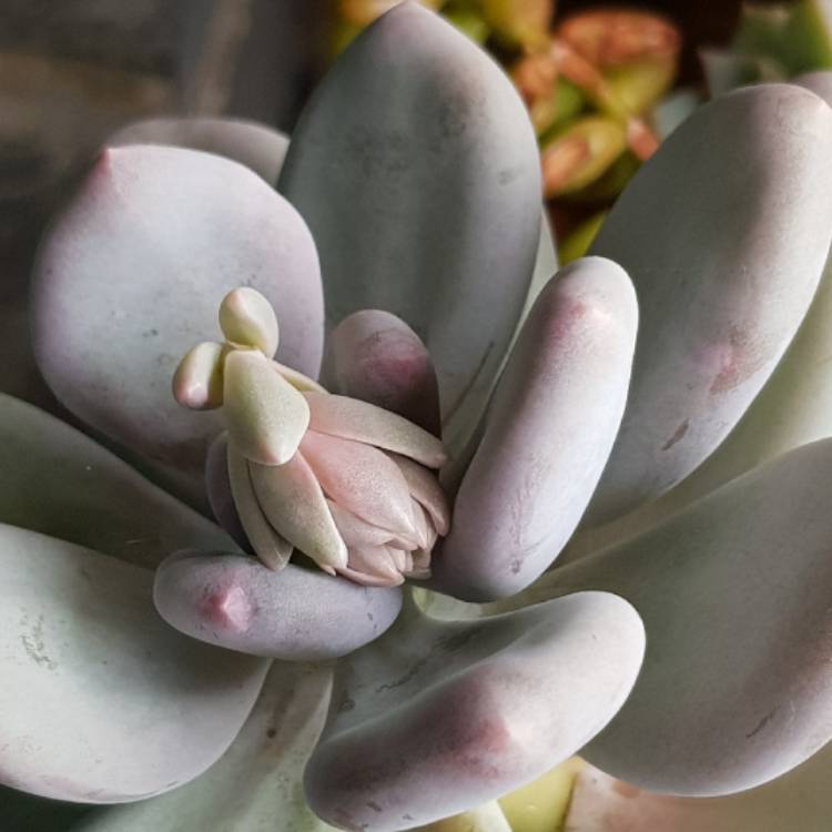 plant image 748488 plant image 748488