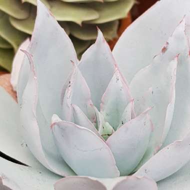 Echeveria Cante