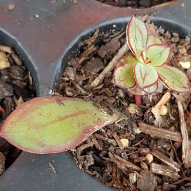 Echeveria Nodulosa