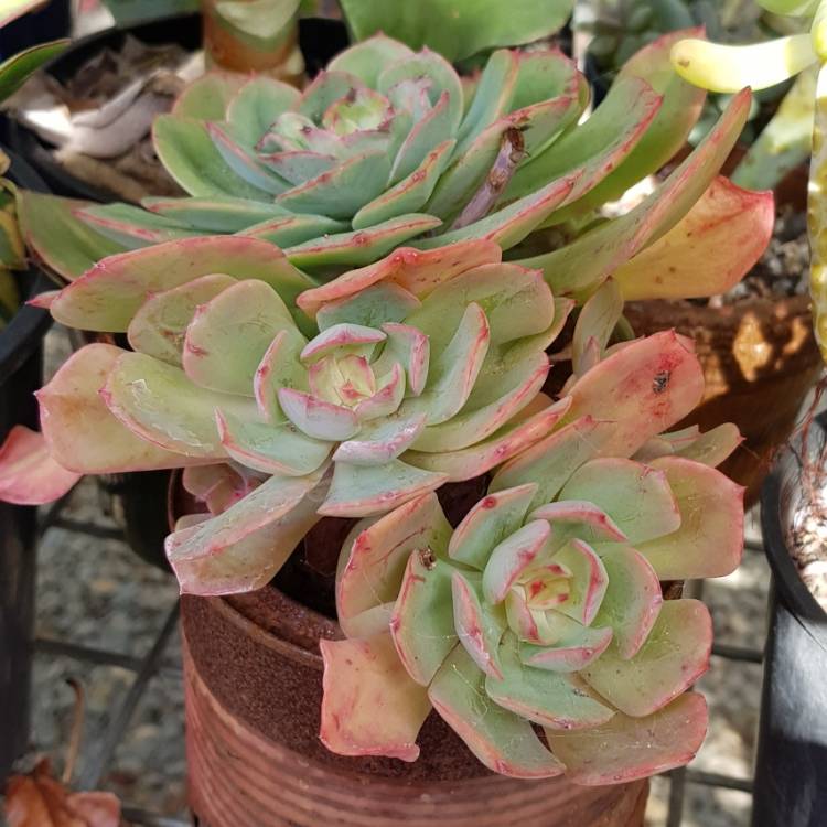 plant image 756499