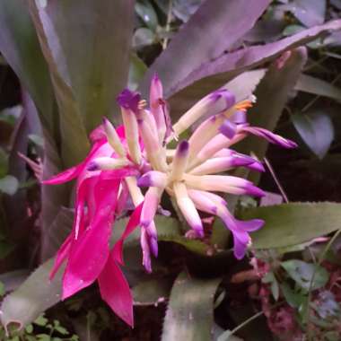 Billbergia hybrida 'Platinum'