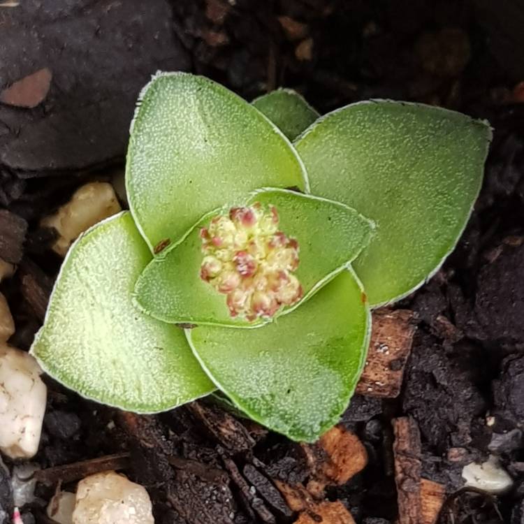 plant image 776749