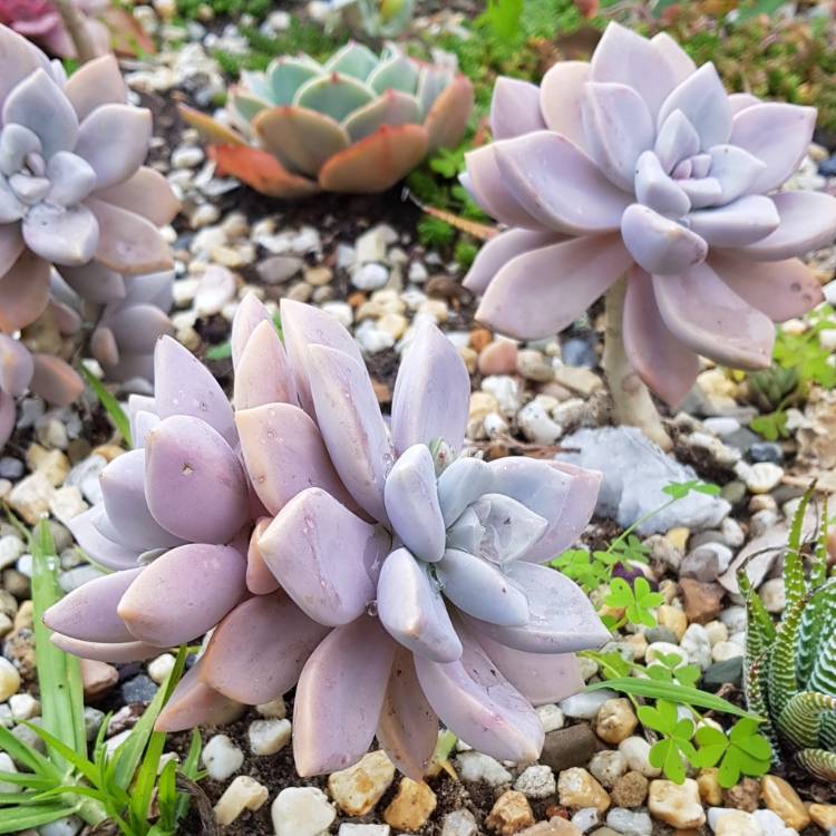 plant image 776767 plant image 776767