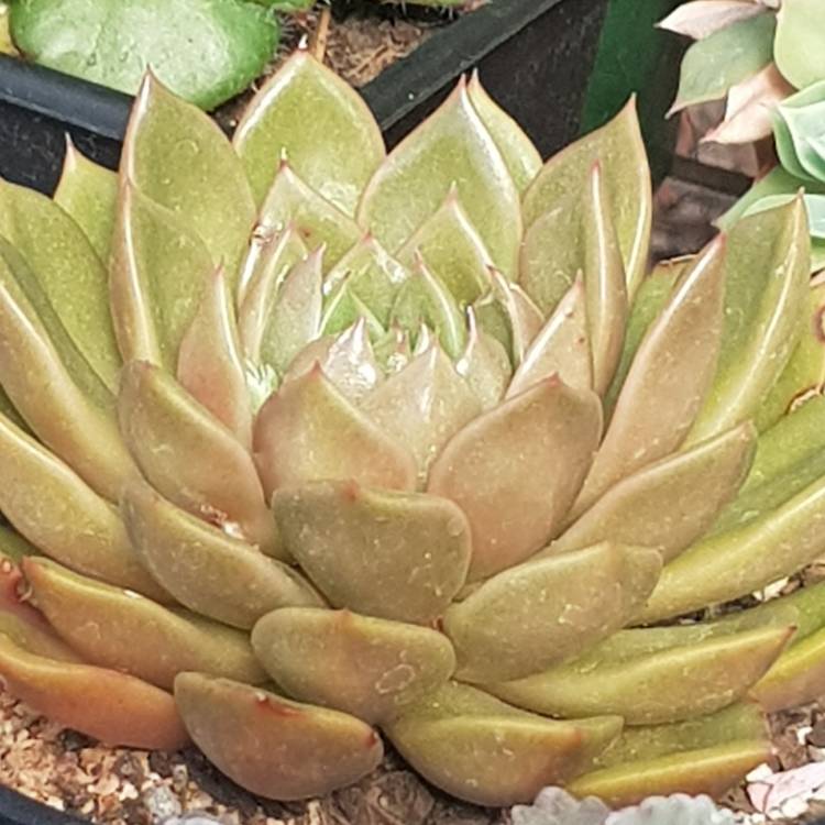 plant image 784250 plant image 784250