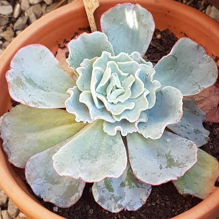 plant image 784270 plant image 784270