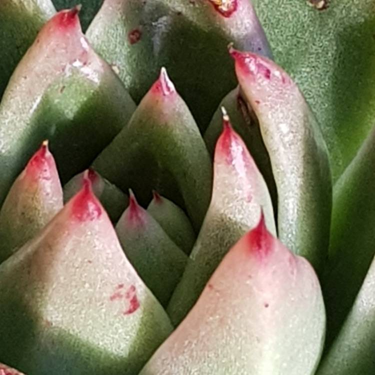 plant image 784279