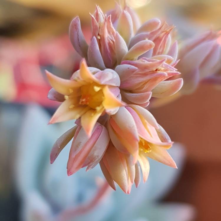 plant image 784284 plant image 784284
