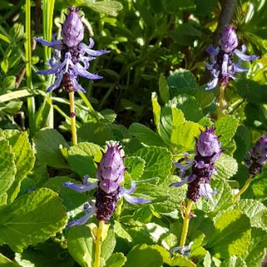 Plectranthus caninus