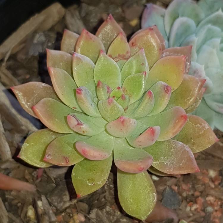 plant image 800290