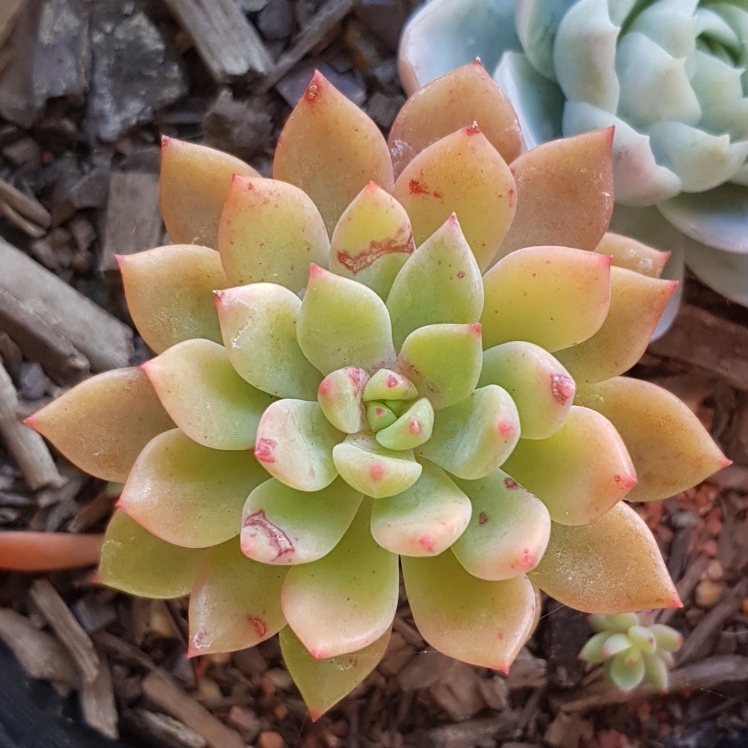 Plant image xSedeveria Maialen
