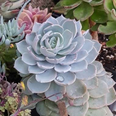 Echeveria Desmetiana v. Subsesslis