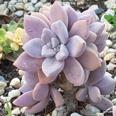 Graptopetalum Tricolour