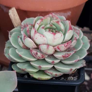 Echeveria Ben Badis