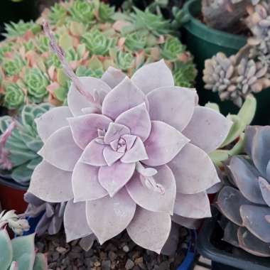 Graptopetalum Superbum