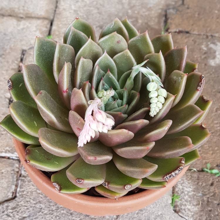 plant image 836665 plant image 836665