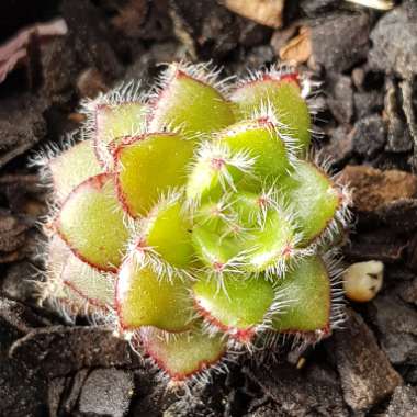 Echeveria Setosa var. Ciliata