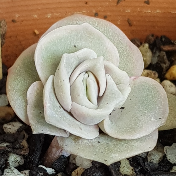 plant image 836674 plant image 836674