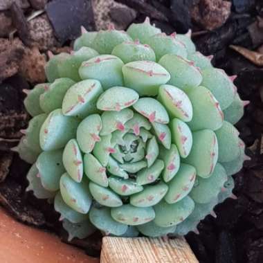 Echeveria Vincent Catto
