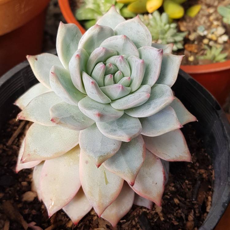 plant image 836677 plant image 836677