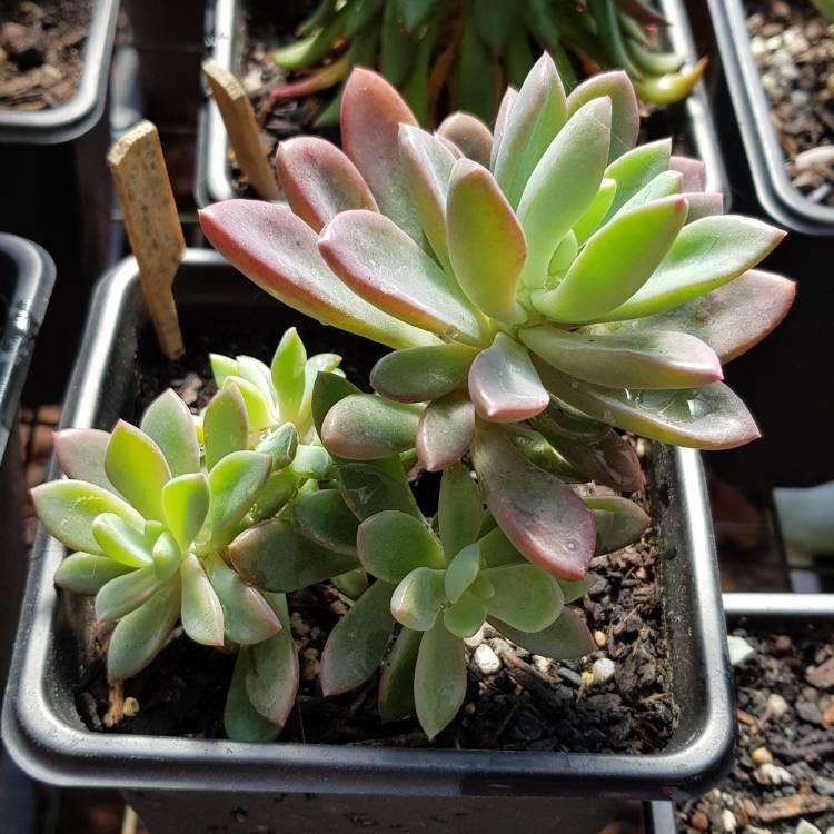 plant image 836698 plant image 836698