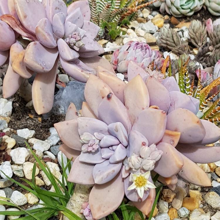 plant image 836764 plant image 836764
