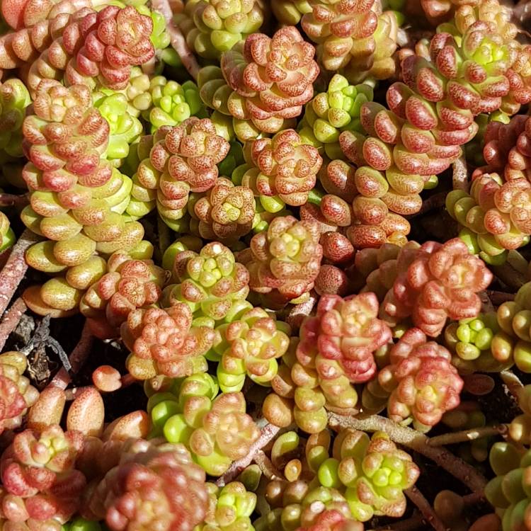 plant image 836771 plant image 836771