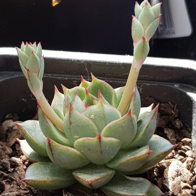 plant image 844582 plant image 844582