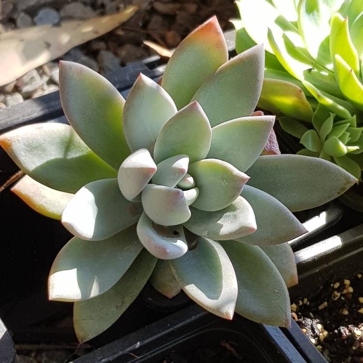 plant image 844583 plant image 844583