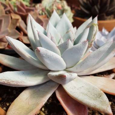 Echeveria Colorata