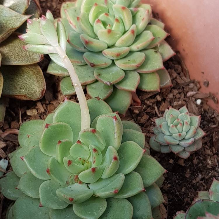 plant image 844611