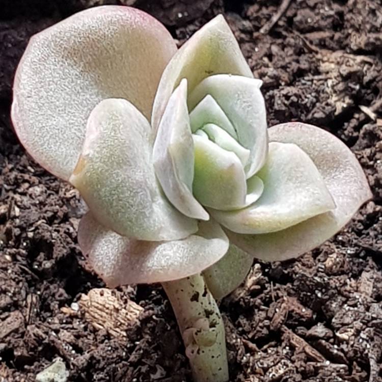 plant image 844620 plant image 844620