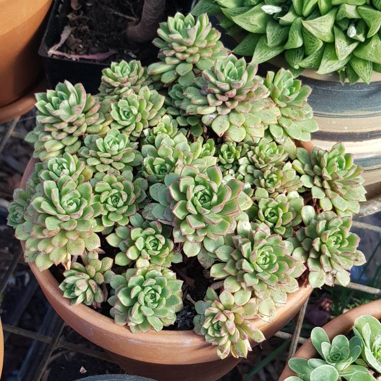 plant image 849761 plant image 849761