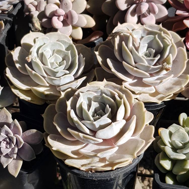 plant image 849773 plant image 849773