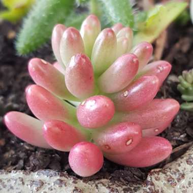 Sedum Rubrotinctum 'Aurora'