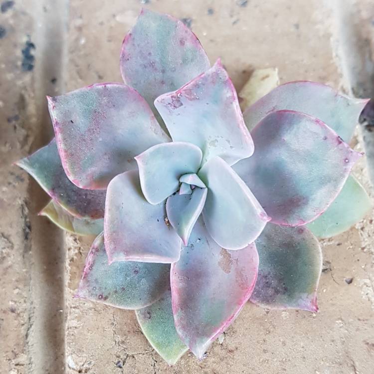 plant image 856401 plant image 856401